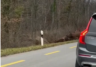 Une impressionnante harde de cerfs traverse une route Suisse