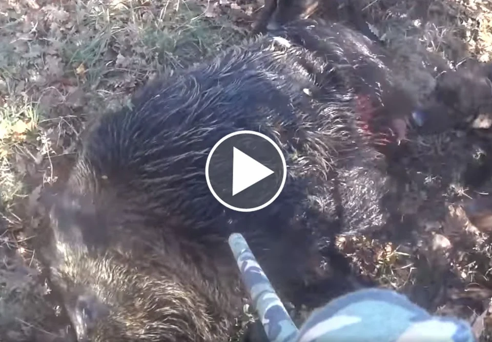 [Vidéo] Un sanglier terriblement armé stoppé à 2m d’un chasseur