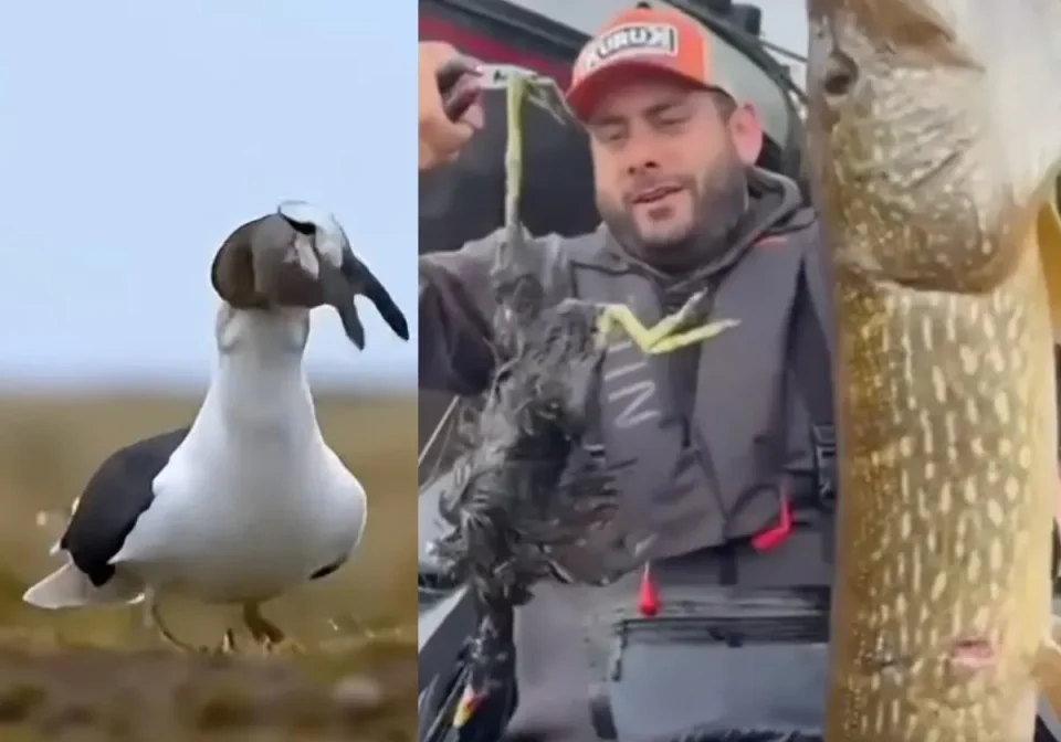 [Vidéo] Ces animaux qui avalent des proies proportionnellement énormes