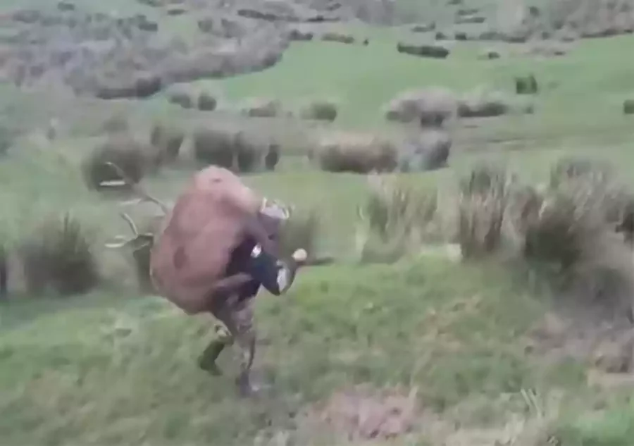 [Vidéo] Il porte un cerf sur son dos