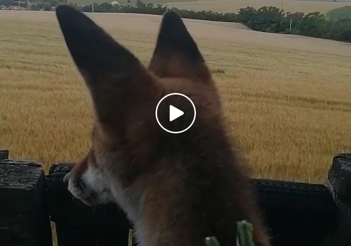 [Vidéo] Quand tu emmènes ton renard au poste