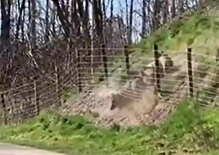 [Vidéo] Des sangliers défoncent un grillage