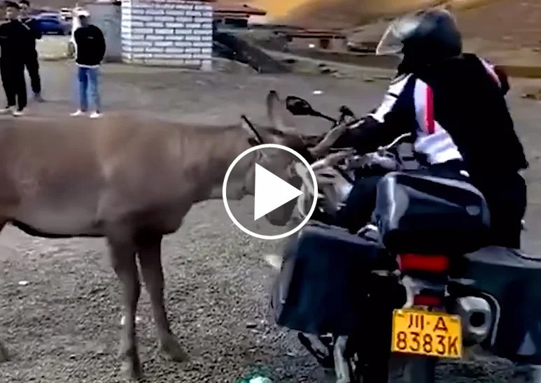 [Vidéo] Un cerf jette à terre un motard et sa moto