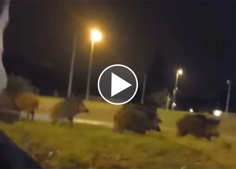 [Vidéo] Des sangliers en plein Limoges