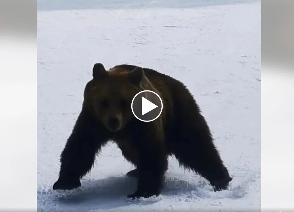 [Vidéo] Un moniteur de ski poursuivi par un ours
