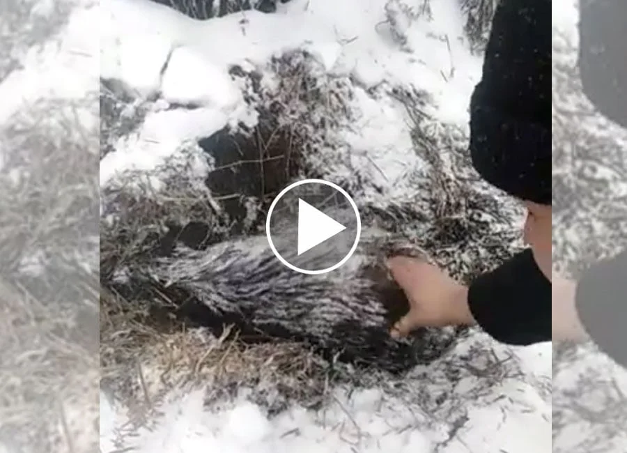 [Vidéo] Un sanglier difficile à réveiller !