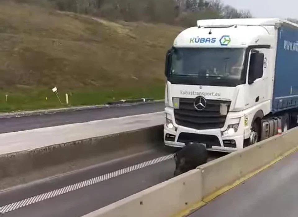 [Vidéo] Un sanglier créé un embouteillage monstre sur l’autoroute