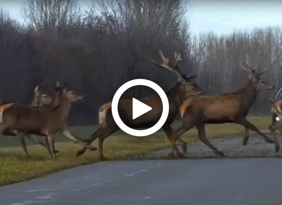 [Vidéo] Une impressionnante et magnifique harde de cervidés traverse la route