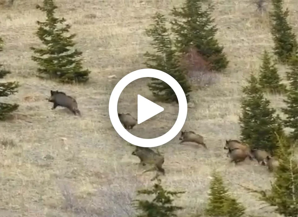 [Vidéo] Une compagnie de sangliers chanceuse en pleine chasse