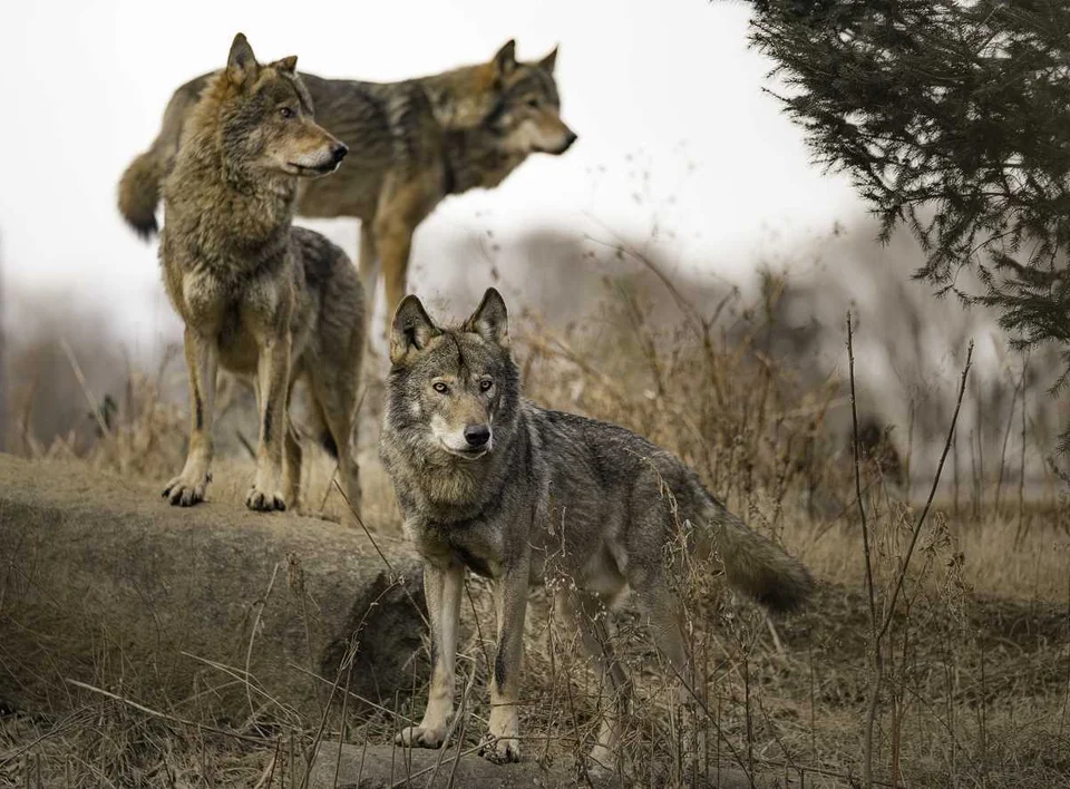 [Vidéo] une meute de loups filmée en pleine rue en Savoie