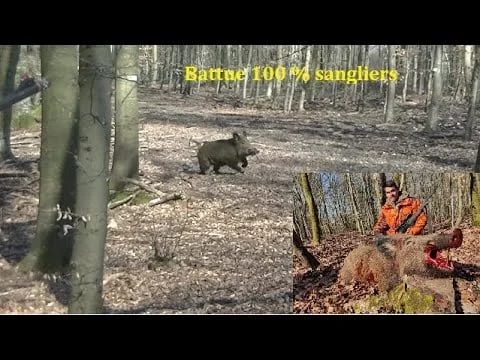 Battue de sanglier janvier 2021, des sangliers de partout !!!!!