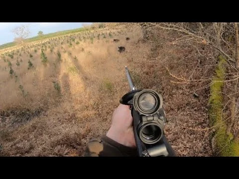 Chasse en battue aux Grands Gibiers : Sangliers et Brocards