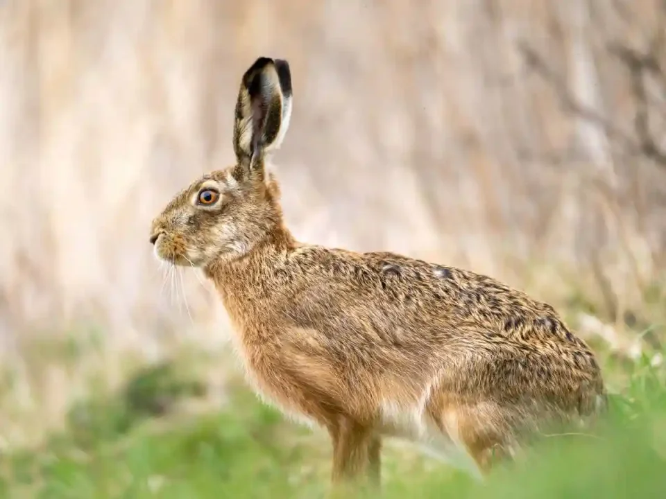 [Vidéo] Un lièvre en plein vol percute le fusil d’un chasseur