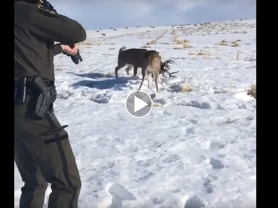Un policier sépare 2 cerfs emmêlés en tirant dans les bois