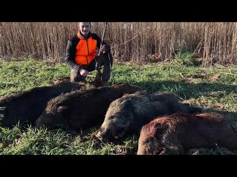 [Vidéo] 4 sangliers au même poste