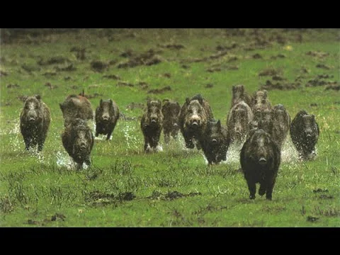Vidéo : chasse aux grands gibiers dans l’est de la France
