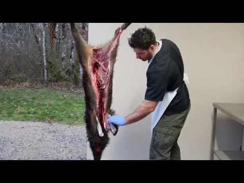 [Vidéo] Comment dépecer un sanglier