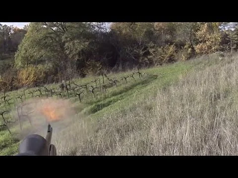 [Vidéo] Triplé de sangliers