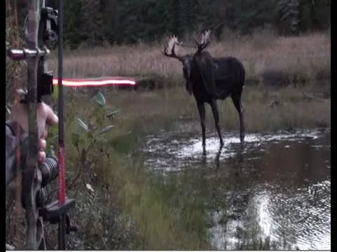 Vidéo : un chasseur très ému après avoir prélevé un énorme élan