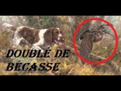 Vidéo : un doublé de bécasse