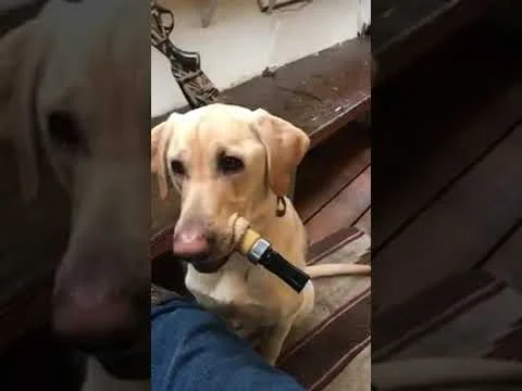 Vidéo : un labrador joueur d’appeau à canards !