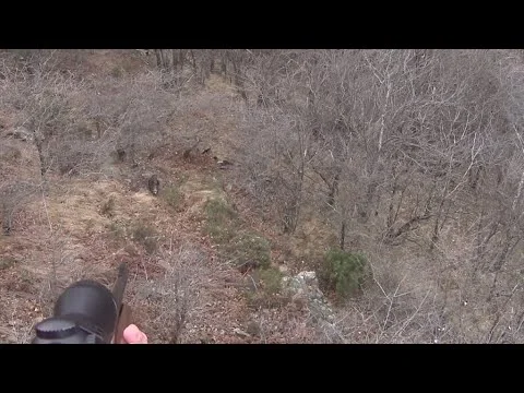 [Vidéo] Un triplé de sangliers dans les Cévennes