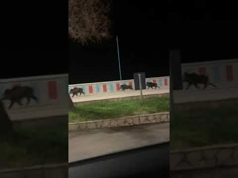 [Vidéo] Une compagnie de sangliers en balade sur un front de mer