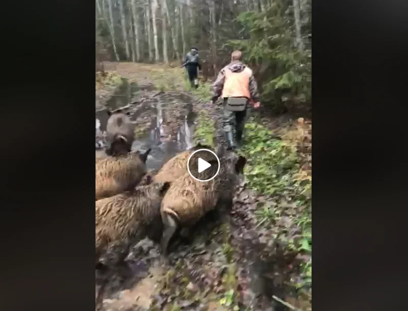 Vidéo : quand la battue risque d’être un peu trop facile