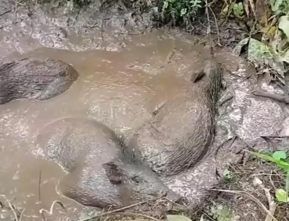 [Vidéo] Des sangliers font la sieste dans une bauge