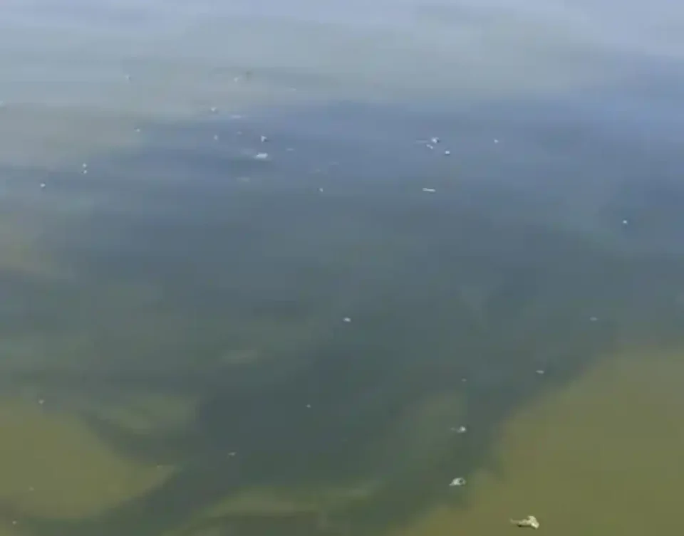 [Vidéo] Un pêcheur tombe sur plusieurs énormes bancs de silures