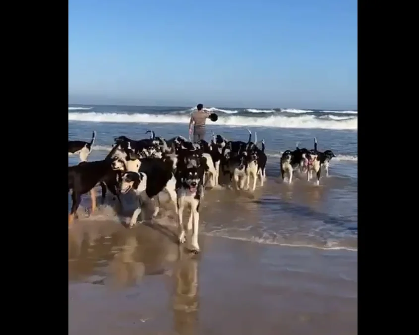 [Vidéo] meute et trompe de chasse en bord de mer