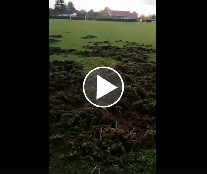 Vidéo : les sangliers défoncent un terrain de foot