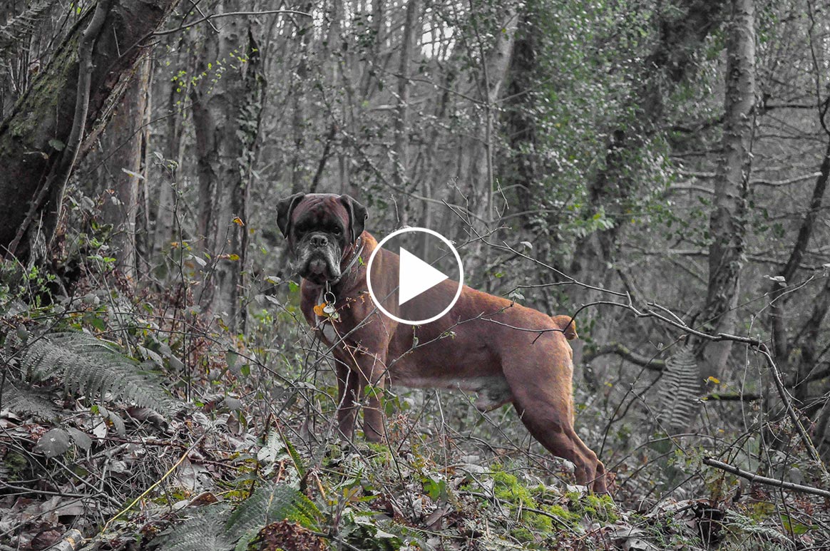 Vidéo : un chevreuil renverse un chien !