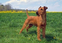 Grand bleu de Gascogne irish-terrier