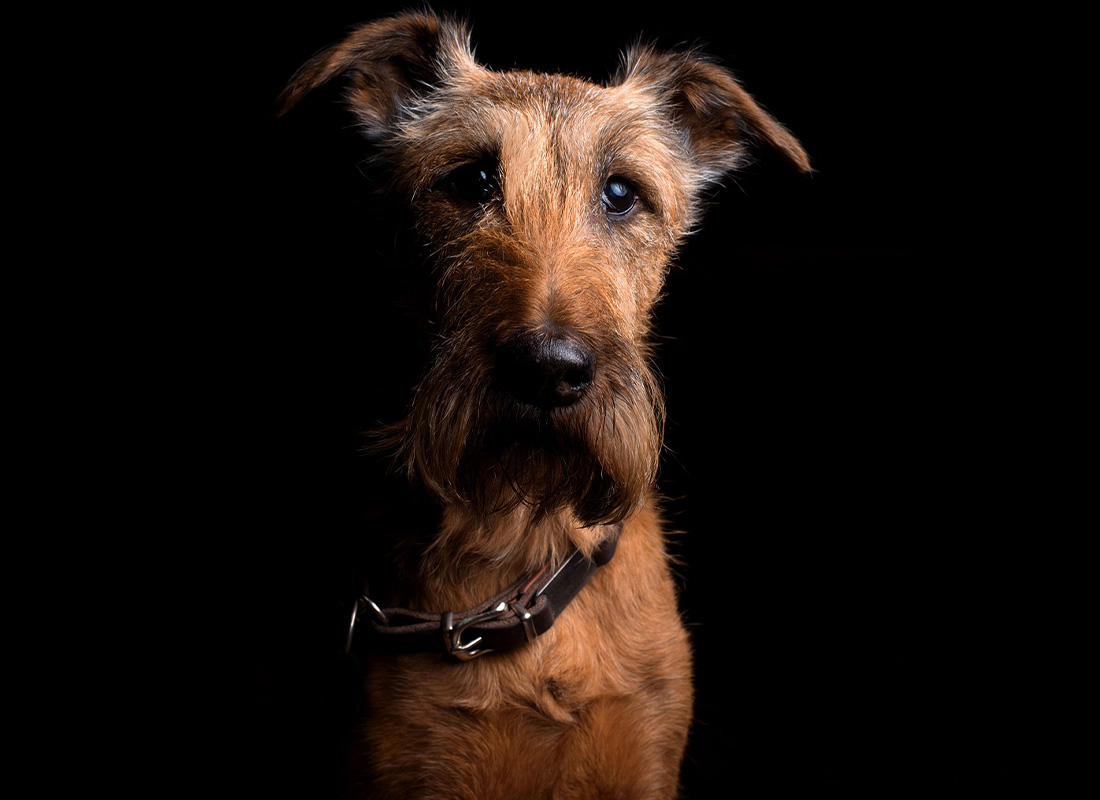 Irish terrier