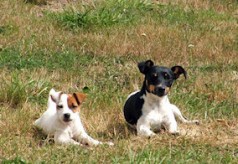 Grand bleu de Gascogne jack-russel-terrier