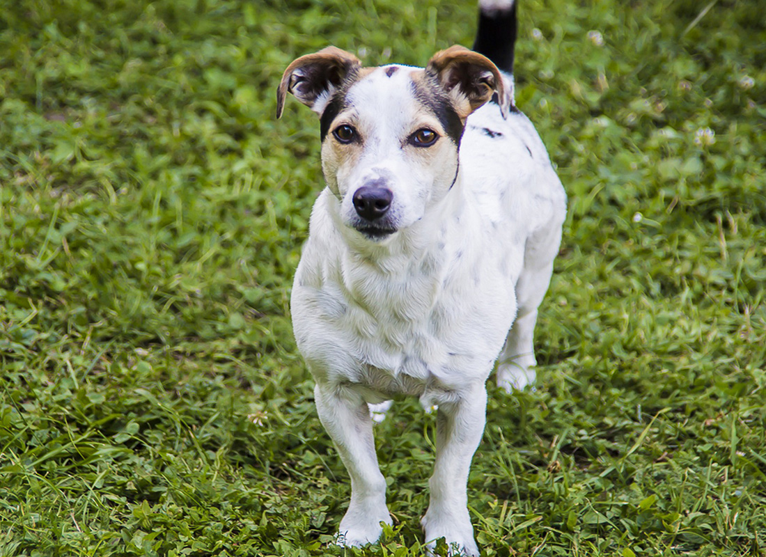 Jack russel terrier