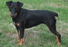 Grand bleu de Gascogne jagd-terrier