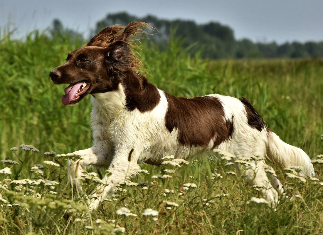 Le petit münsterländer