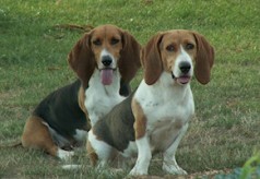 Grand bleu de Gascogne basset-artesien