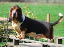 Grand bleu de Gascogne basset-hound