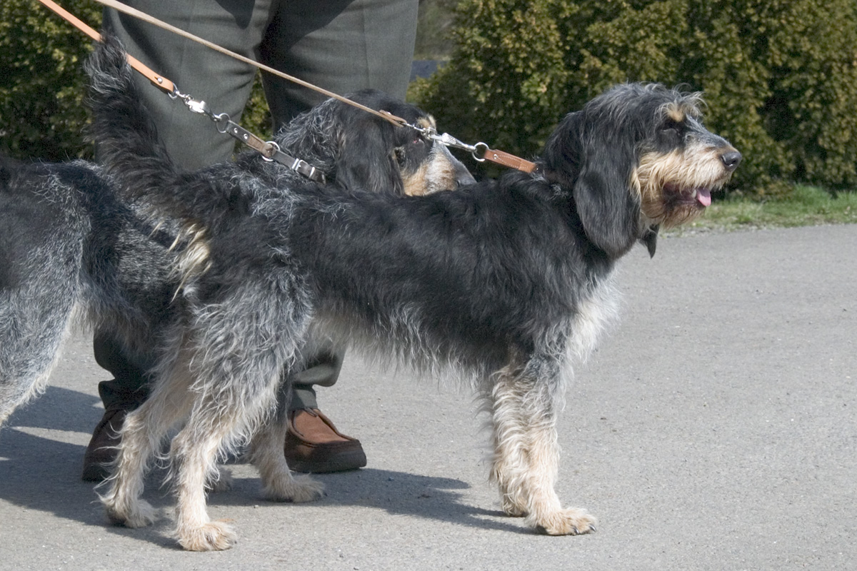 Le griffon bleu de Gascogne