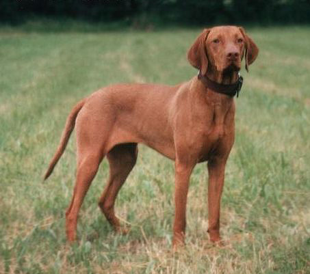 Braque Hongrois (vizla)