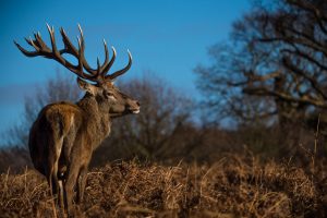 Cerf élaphe