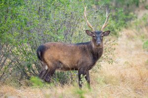 Photo de cerf sika