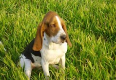 Grand bleu de Gascogne chien-artois