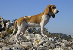 Grand bleu de Gascogne chien-courant-suisse