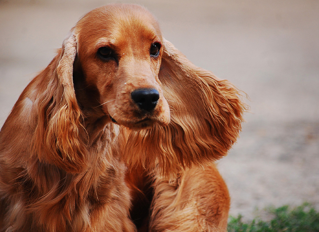 Le cocker spaniel