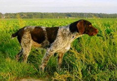 Grand bleu de Gascogne drahthaar