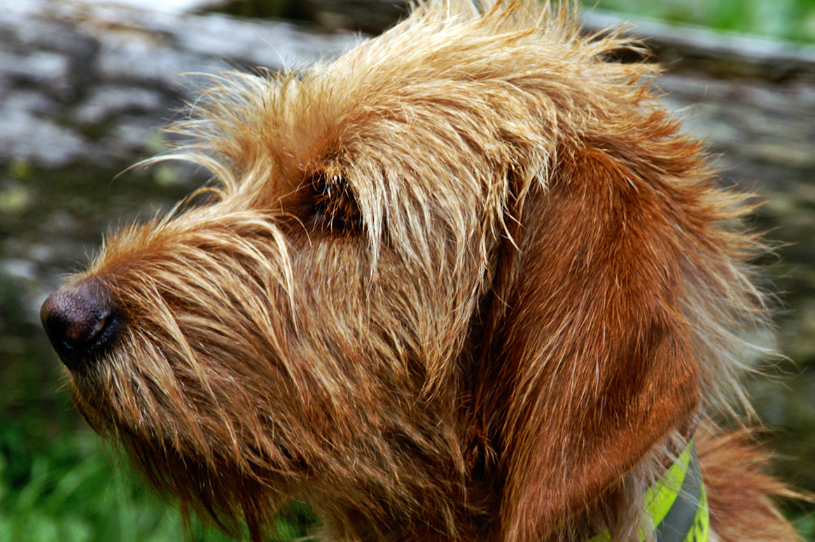 Fauve de Bretagne